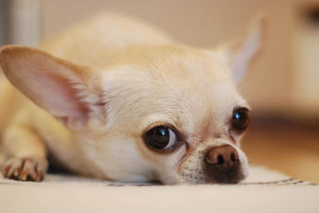 Chihuahuas are currently the most targeted dog breed by pet thieves in Northamptonshire, according to the latest police data. Photo by Pexels.
