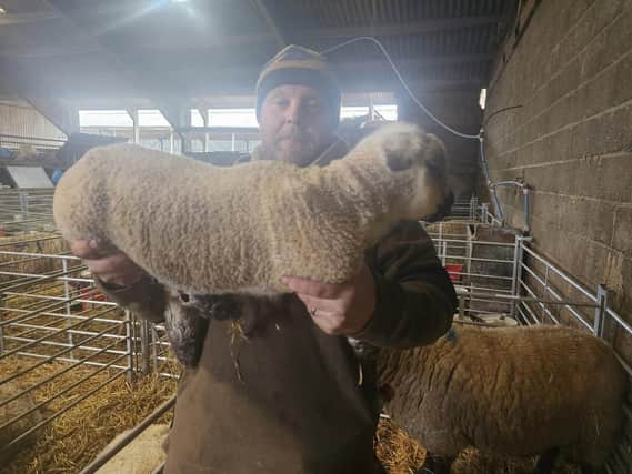 Richard Morris with one of the giant lambs.