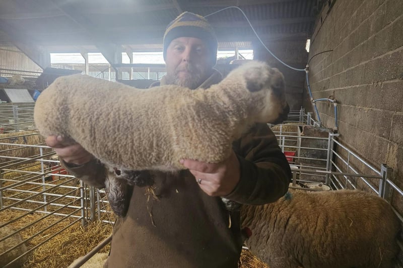 Richard Morris with one of the giant lambs.