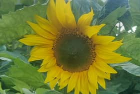 The sunflowers at Sunnies and Spooks are looking good. Photo: Sunnies and Spooks Kislingbury.