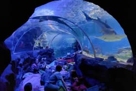 Cub Scouts pictured having a sleepover at the Sealife Centre in Birmingham.