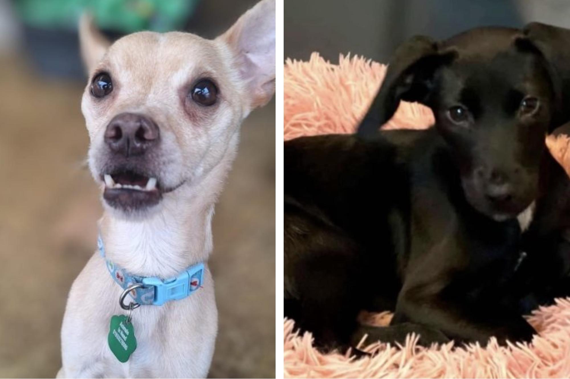 Here are six abandoned but adorable rescue dogs looking for a forever home this week
