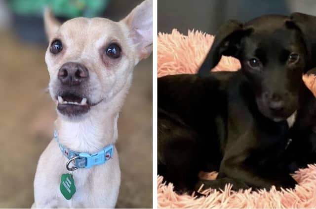 Here are six abandoned but adorable rescue dogs looking for a forever home this week