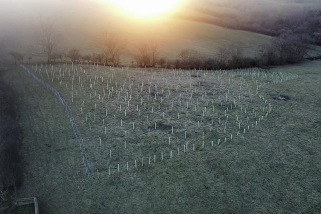 The planted trees pictured in Preston, near Daventry.