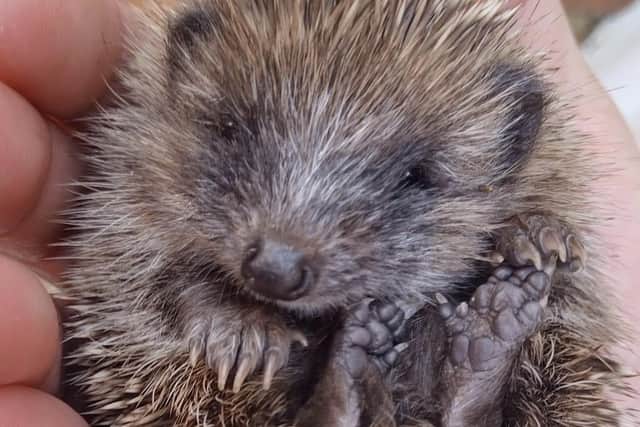 One of the hoglets Lindsey is looking after