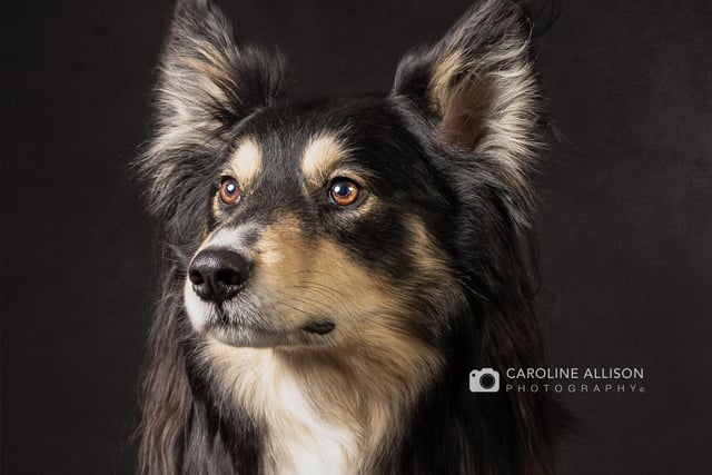 Rocky, a Husky Collie mixed dog, pictured by Caroline.