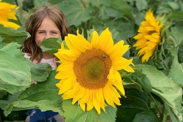 Although tickets are not on sale yet, you can put August 20 to 29 in your diary – as Wappenham Farm, in South Northamptonshire, will be opening up their sunflower patch and maize maze to the public. If that is not enough, there are farm animals to feed and a pop-up cafe for a pit stop for lunch between the exploring.