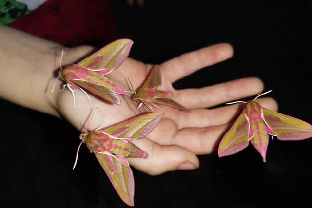 Elephant Hawk-moths pictured by Weedon Wildlife's founder, Lindsey Websdale, in July 2022.