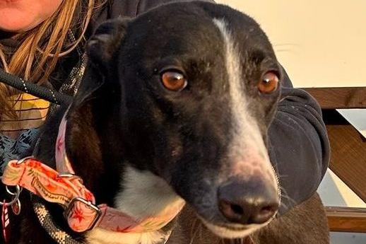 Mason is a handsome four-year-old retired Greyhound. True to the breed, he enjoys a couple of good walks a day and is then more than happy to relax on a comfy couch. He is great with people and other dogs but could not live with cats or small furries.