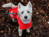 Pet Expert Reveals: The Best Dog Coats For Beagles