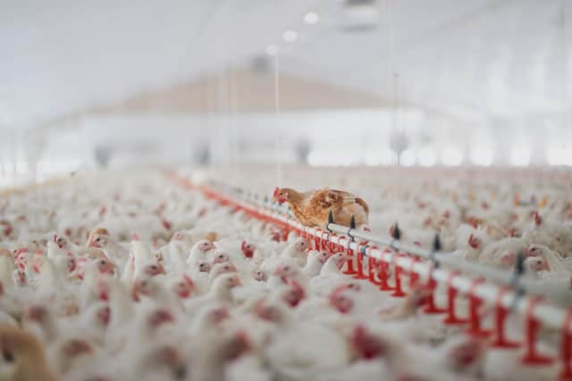A large flock of chicken hens pictured together in a big warehouse on a farm.