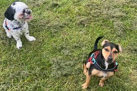 Ellie Cunningham's dogs, Milo and Max, are out on a Dog Club walk.