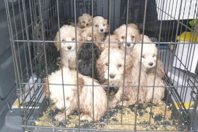 In Northamptonshire, there were 330 abandoned animals reported to the RSPCA in 2021, but 258 reports have already been made in the county this year.