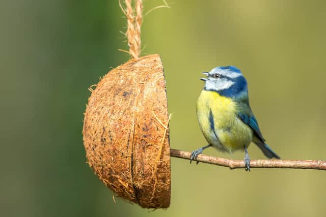 Six simple ways you can help animals in your garden this winter