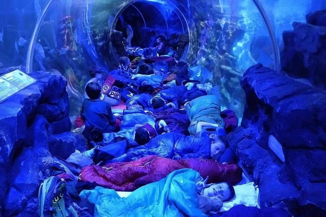 Cub Scouts pictured having a sleepover at the Sealife Centre in Birmingham.