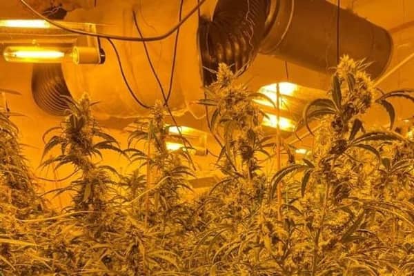 A cannabis factory found in Rushden last year. (File picture).