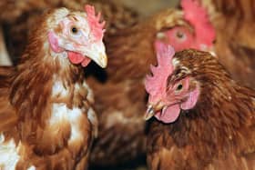 Bird keepers have been warned to be on alert for signs of avian flu