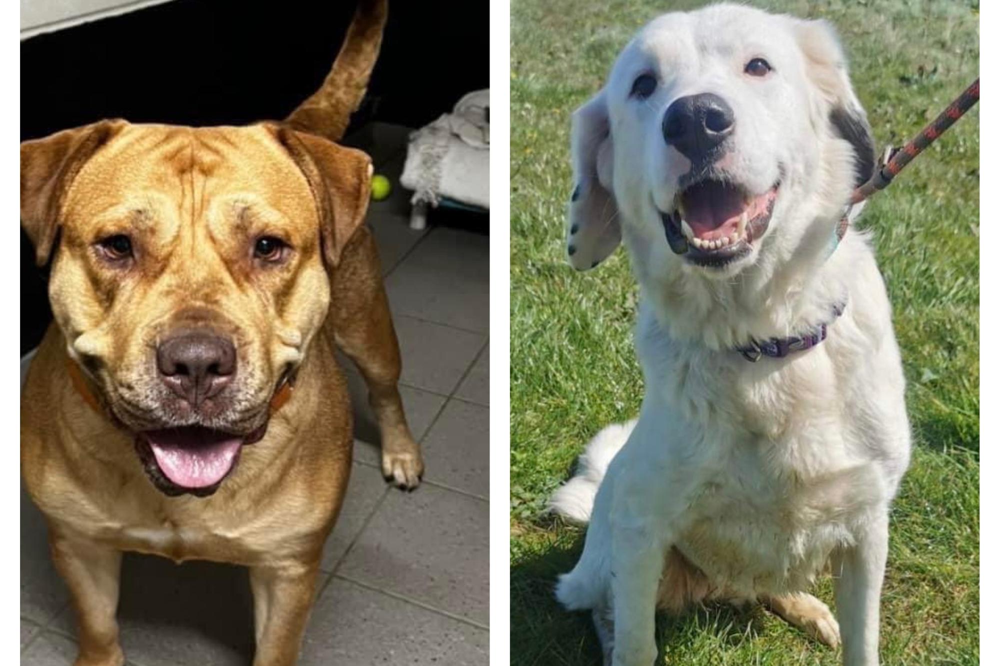 Six abandoned but adorable dogs looking for their forever home this week in Northamptonshire - Vimarsana News
