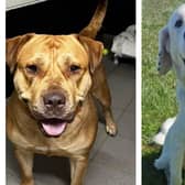Rescue dogs in Northamptonshire looking for their forever home this week