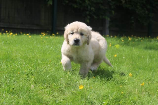 A guide dog puppy 