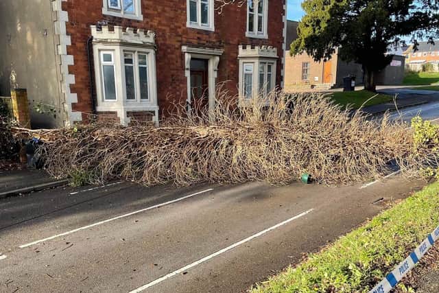 The tree that fell in London Road in Daventry was pictured in the morning.