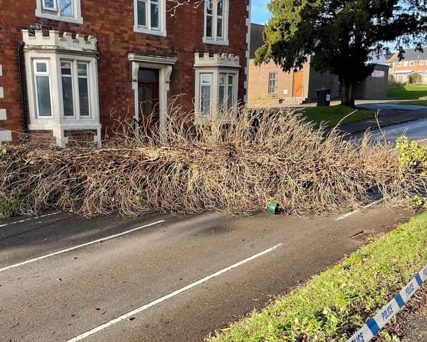 The tree that fell in London Road in Daventry was pictured in the morning.