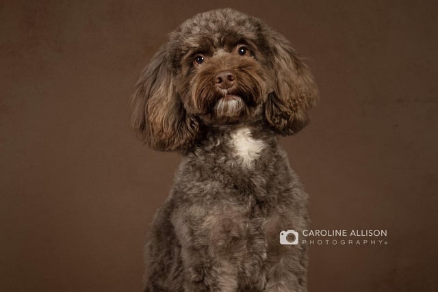 Rocco, a friendly three-year-old F1 Cockapoo, who will do anything for a treat.