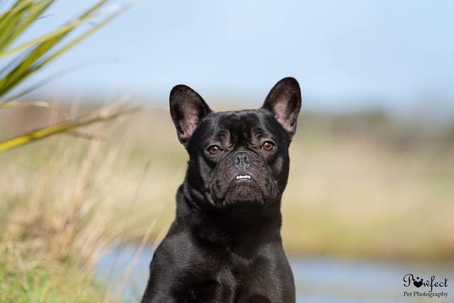Annie said: "Tyson is a gorgeous young Frenchie lad who is super happy and friendly with people but dog reactive. He is also a very clever lad, who is eager to please, travels well and knows basic commands."