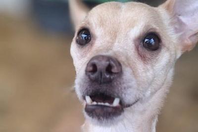 Bruno is a happy little chap, aged six years. He seems to be good with other dogs but is still under assessment.