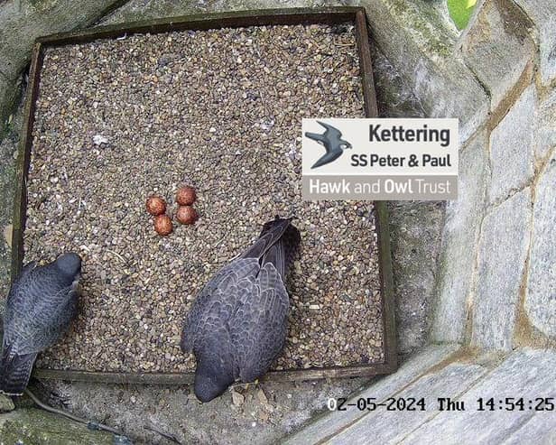 The Hawk and Owl Trust live streaming camera: Kettering