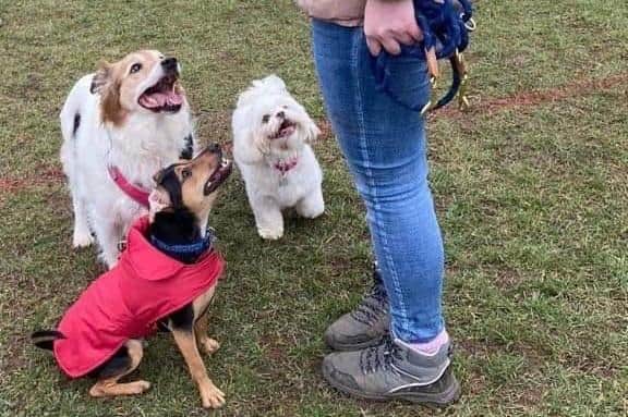 Donna Pearce's dog, Beau, Roxie, and Ellie's dog, Max, in a red coat, out on a walk at Mayfield Park.