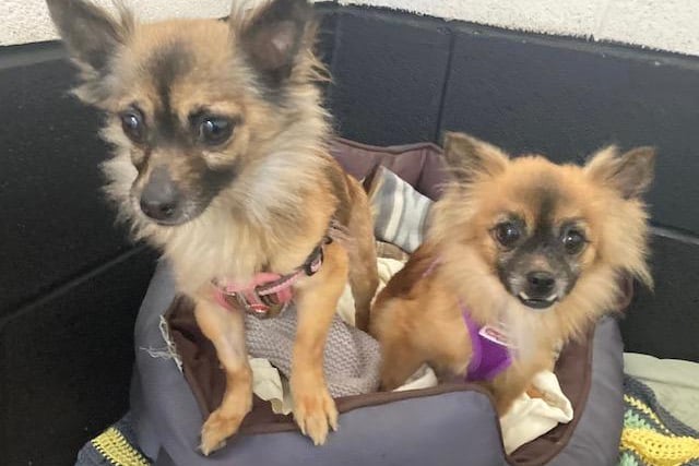 Poppy and Bumble are Chihuahua mother and daughter who will be homed together. Happy friendly little ladies ok with other dogs but not socialised with cats or small children.