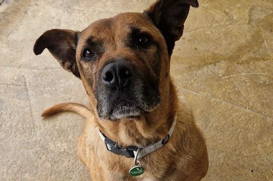 We are launching a special appeal to find extraordinary humans to commit to being long-term fosters for some of our VIPs (Very Important Pooches). This privilege is reserved for the elite of dog lovers, as it involves caring for two very handsome golden oldies who, sadly, find themselves in kennels at a time in their lives when they should be enjoying their golden years in a cozy, warm home. If you’d like to learn more about these distinguished gentlemen, Patch (previous picture) and Leo, and what’s involved in being a foster parent, or if you’re ready to offer a comfy bed to one of these special boys, please contact us via email for more information.