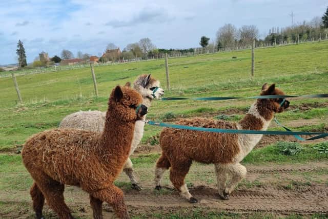 Young alpacas in training