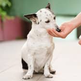 Giving a dog antibiotics (photo: Adobe)