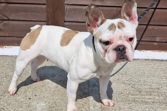 Annie said: "Skype is a one year old Frenchie lady who has had a tough life so far and then found herself left at the pound. She’s a sweet little girl but so frightened. She is fine with other dogs and older sensible children. A quiet home where she can learn life can be fun is essential."