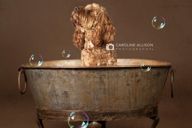 Ted, a two-year-old Cavapoo, taking a bath.