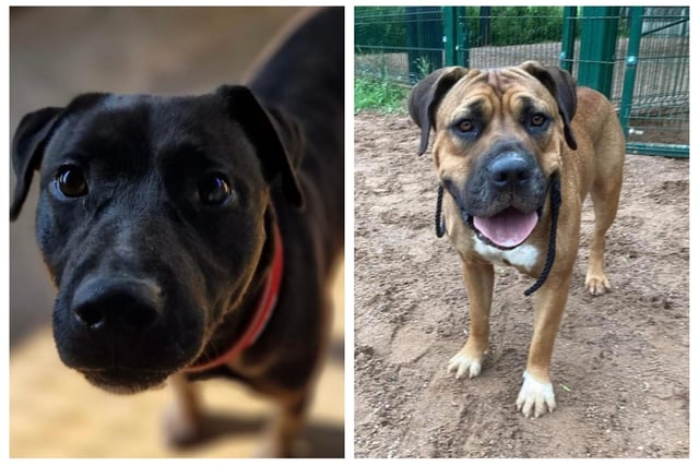 Northants rescue dogs looking for their forever home this week