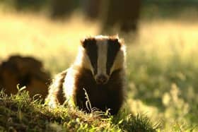 Badger culling licences have been granted in Northamptonshire