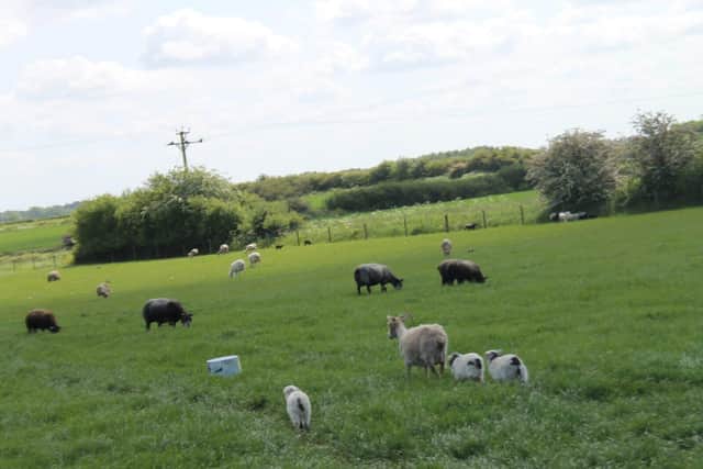 Sheep on Nick Dowler's farm