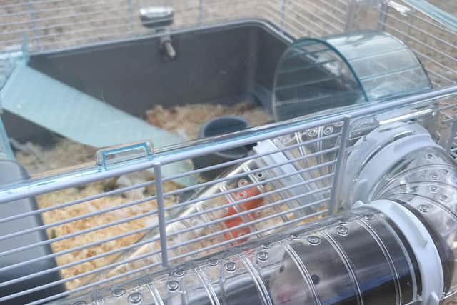 Dogs are the most abandoned pet, with cats second, but smaller pets are also victims of this – such as this male Syrian hamster who was left in a cage in a bush in Northamptonshire.