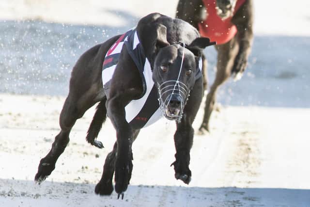 Priceless Jet setting a new track record of 28.78 at Towcester on June 11 (Picture: Steve Nash)