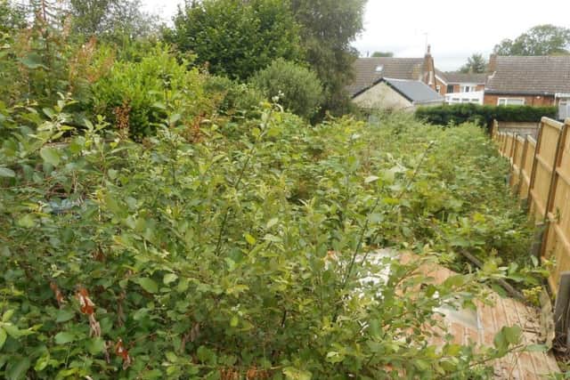 The garden before it was cleared
