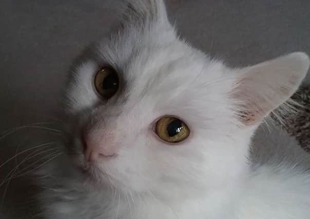 Mr White is one of the cats needing a new home