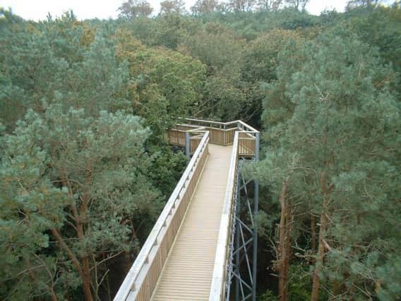 The tree top walk in Salcey Forest. Picture by Lucy Angus