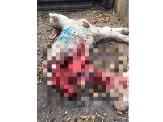 An image of one of the lambs apparently killed by a dog has been shared by police.