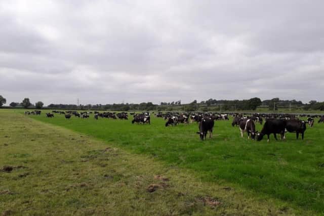 Bramley Farm is home to 600 cows