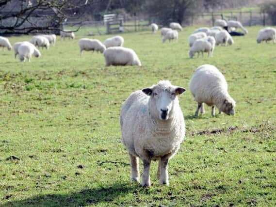 An estimated 100 sheep have been illegally butchered in Northamptonshire since March.