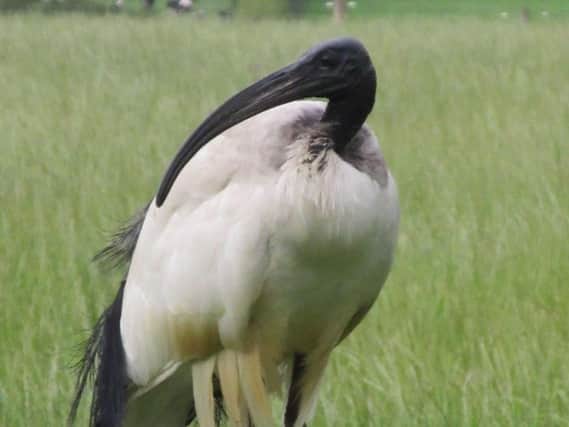 The African sacred ibis has been spotted around Northamptonshire. Photo: Dot Crowe