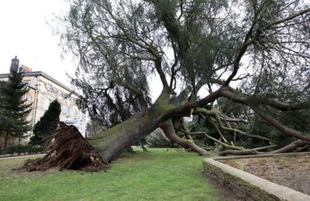 200 year old tree collapses at Thornton Park, Kingsthorpe. Police have sealed off the area.